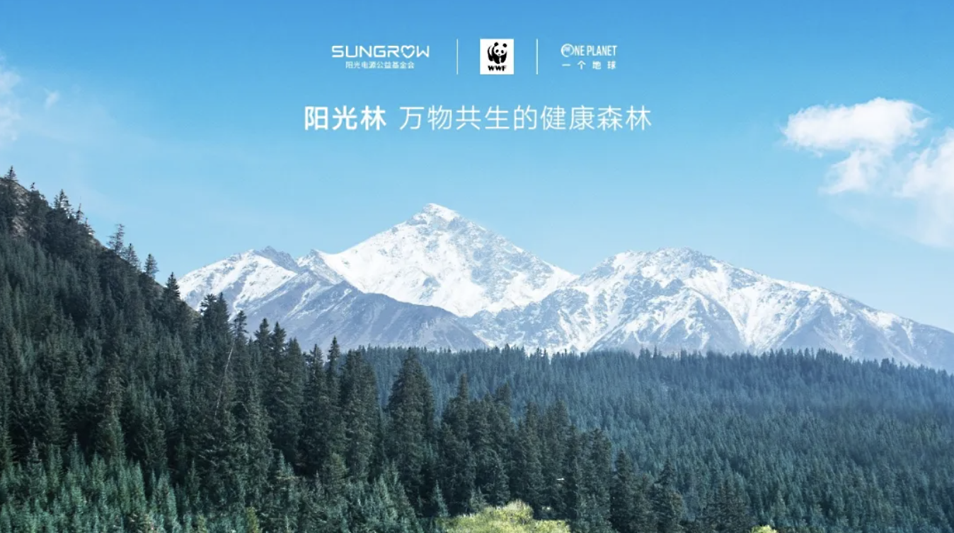 在祁连山再种一片阳光林